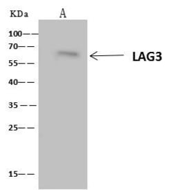 Invitrogen CD223 Polyclonal Antibody 100 &mu;L | Buy Online | Invitrogen&trade; | Fisher Scientific
