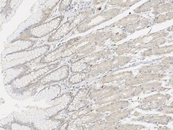 Invitrogen Niban-like protein Polyclonal Antibody 100 &mu;L; Unconjugated:Antibodies,