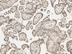 Invitrogen Niban-like protein Polyclonal Antibody 100 &mu;L; Unconjugated:Antibodies,