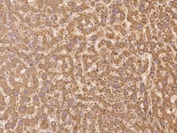 Invitrogen LMBRD2 Polyclonal Antibody 100 &mu;L; Unconjugated:Antibodies,
