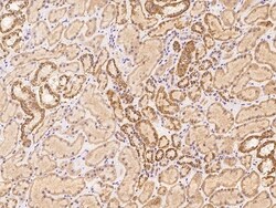 Invitrogen OR5V1 Polyclonal Antibody 100 &mu;L | Buy Online | Invitrogen&trade; | Fisher Scientific