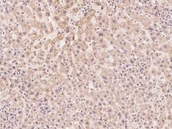 Invitrogen ADPRH Polyclonal Antibody 100 &mu;L; Unconjugated:Antibodies,