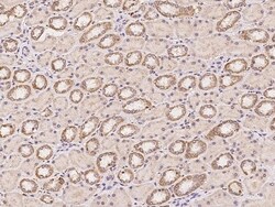 Invitrogen MLK3 Polyclonal Antibody 100 &mu;L; Unconjugated:Antibodies,