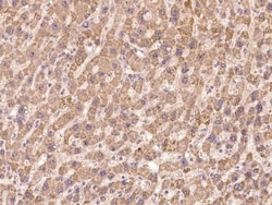 Invitrogen MLK3 Polyclonal Antibody 100 &mu;L; Unconjugated:Antibodies,