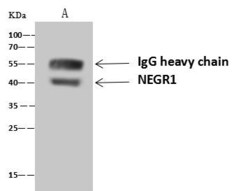 Invitrogen NEGR1 Polyclonal Antibody 100 &mu;L; Unconjugated:Antibodies,