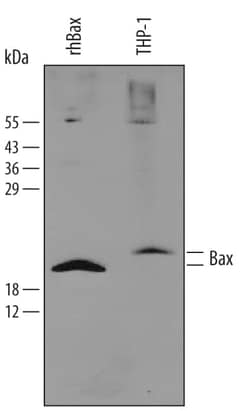 Invitrogen Bax Polyclonal Antibody 400 &mu;g; Unconjugated:Antibodies,