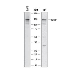Invitrogen SHIP1 Polyclonal Antibody 100 &mu;g; Unconjugated:Antibodies,