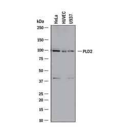 Invitrogen PLD2 Polyclonal Antibody 100 &mu;g; Unconjugated:Antikörper