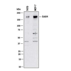 Invitrogen ErbB4 Polyclonal Antibody 100 &mu;g; Unconjugated:Antikörper