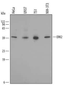 Invitrogen ERK2 Polyclonal Antibody 100 &mu;g; Unconjugated:Antibodies,