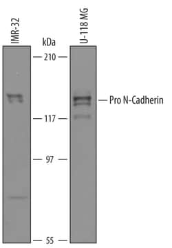 Invitrogen pro-N-cadherin Polyclonal Antibody 100 &mu;g; Unconjugated:Antikörper