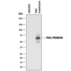 Invitrogen TRABD2B Polyclonal Antibody 100 &mu;g; Unconjugated:Antibodies,