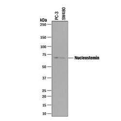 Invitrogen Nucleostemin Polyclonal Antibody 100 &mu;g; Unconjugated:Antibodies,