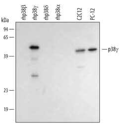 Invitrogen p38 MAPK gamma Polyclonal Antibody 100 &mu;g; Unconjugated:Antikörper