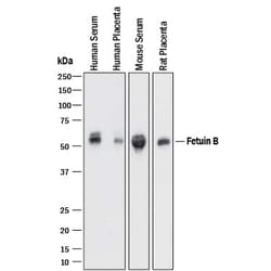 Invitrogen Fetuin B Polyclonal Antibody 100 &mu;g; Unconjugated:Antibodies,
