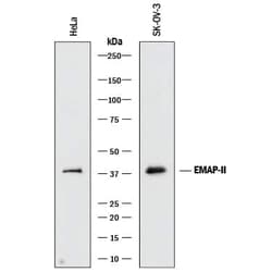 Invitrogen EMAP II Polyclonal Antibody 100 &mu;g; Unconjugated:Antibodies