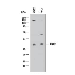 Invitrogen PACT Polyclonal Antibody 100 &mu;g | Buy Online | Invitrogen&trade; | Fisher Scientific
