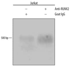 Invitrogen RUNX2 Polyclonal Antibody 100 &mu;g; Unconjugated:Antibodies,