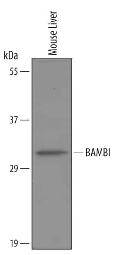 Invitrogen BAMBI Polyclonal Antibody 100 &mu;g; Unconjugated:Antibodies,