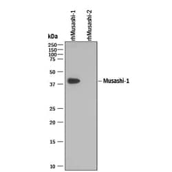 Invitrogen MSI1 Polyclonal Antibody 100 &mu;g | Buy Online | Invitrogen&trade; | Fisher Scientific