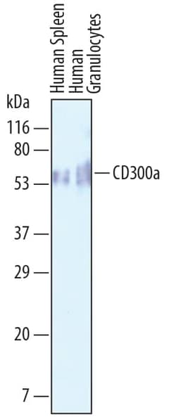 Invitrogen CD300a Polyclonal Antibody 100 &mu;g; Unconjugated:Antibodies,