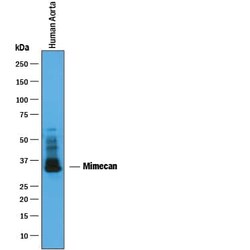 Invitrogen Mimecan Polyclonal Antibody 100 &mu;g; Unconjugated:Antibodies,