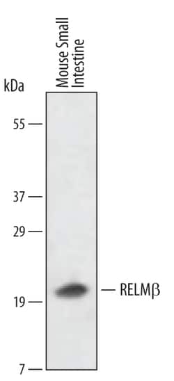 Invitrogen RELM beta Polyclonal Antibody 100 &mu;g; Unconjugated:Antibodies,