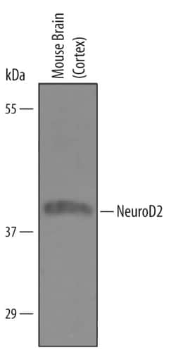 Invitrogen NeuroD2 Polyclonal Antibody 100 &mu;g; Unconjugated:Antibodies,