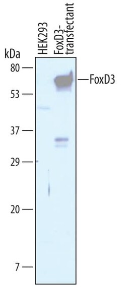 Invitrogen FOXD3 Polyclonal Antibody 100 &mu;g; Unconjugated:Antibodies,