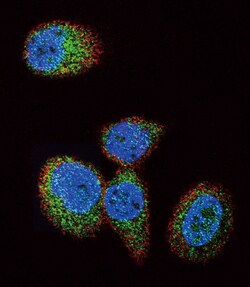 Invitrogen H-Ras Polyclonal Antibody 400 &mu;L; Unconjugated:Antibodies,