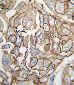 Invitrogen H-Ras Polyclonal Antibody 400 &mu;L; Unconjugated:Antibodies,