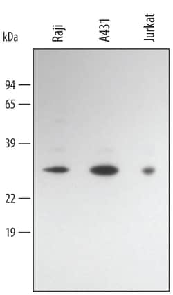 Invitrogen BCL-10 Polyclonal Antibody 100 &mu;g; Unconjugated:Antibodies,