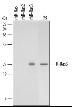 Invitrogen MRAS Polyclonal Antibody 100 &mu;g; Unconjugated:Antibodies,
