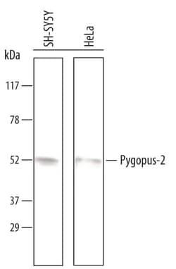 Invitrogen PYGO2 Polyclonal Antibody 100 &mu;g; Unconjugated:Antibodies,