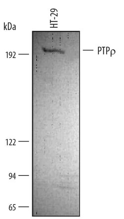 Invitrogen PTPRT Polyclonal Antibody 100 &mu;g; Unconjugated:Antikörper