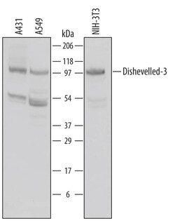Invitrogen DVL3 Polyclonal Antibody 100 &mu;g; Unconjugated:Antikörper