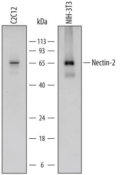 Invitrogen&trade;&nbsp;Nectin 2 Polyclonal Antibody