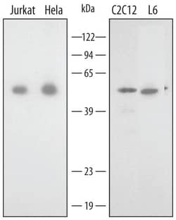 Invitrogen Annexin A7 Polyclonal Antibody 100 &mu;g | Buy Online | Invitrogen&trade; | Fisher Scientific
