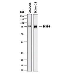 Invitrogen ECM1 Polyclonal Antibody 100 &mu;g; Unconjugated:Antibodies,