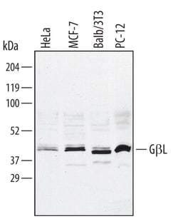 Invitrogen GBL Polyclonal Antibody 100 &mu;g; Unconjugated:Antibodies,