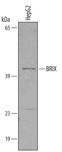 Invitrogen BXDC2 Polyclonal Antibody 100 &mu;g; Unconjugated:Antibodies,