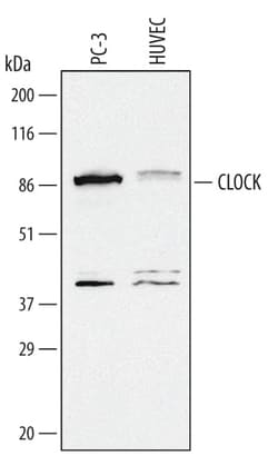 Invitrogen™ CLOCK Polyclonal Antibody