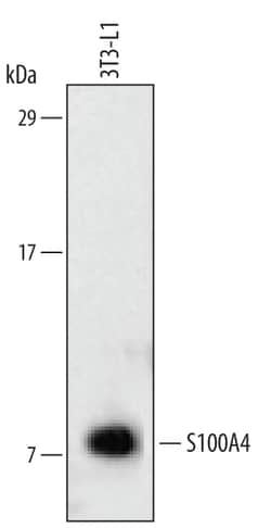 Invitrogen S100A4 Polyclonal Antibody 100 &mu;g; Unconjugated:Antikörper