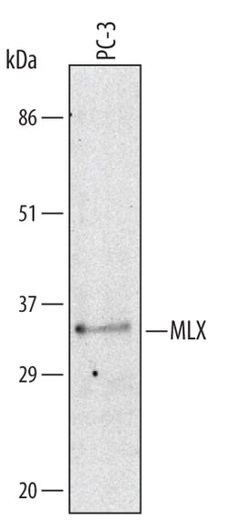 Invitrogen MLX Polyclonal Antibody 100 &mu;g; Unconjugated:Antibodies,