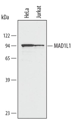 Invitrogen MAD1 Polyclonal Antibody 100 &mu;g; Unconjugated:Antibodies,