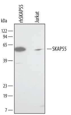 Invitrogen SKAP55 Polyclonal Antibody 100 &mu;g; Unconjugated:Antibodies,