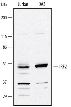 Invitrogen IRF2 Polyclonal Antibody 100 &mu;g; Unconjugated:Antibodies,