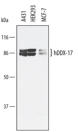 Invitrogen DDX17 Polyclonal Antibody 100 &mu;g; Unconjugated:Antibodies,