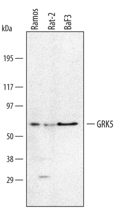 Invitrogen GRK5 Polyclonal Antibody 100 &mu;g; Unconjugated:Antibodies,