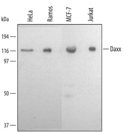 Invitrogen DAXX Polyclonal Antibody 100 &mu;g; Unconjugated:Antibodies,
